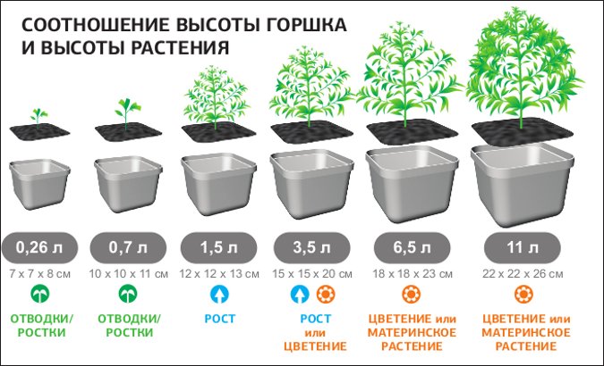 размеры горшка для конопли